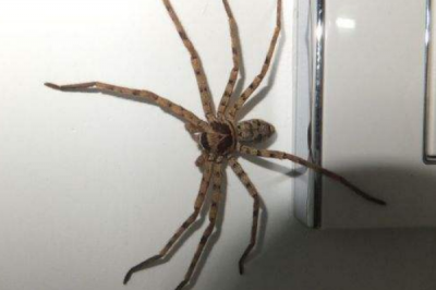 ​跳蚤的天敌是什么?猩猩猴子爱互摘虱子(一口丢尽嘴中)