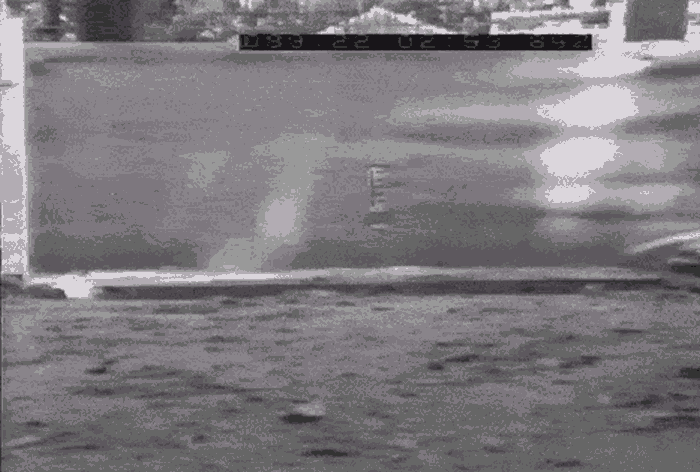 研究发现7种鳄鱼有“飞毛腿”特质 能高速逃离危机