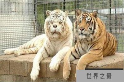 ​世界上最丑的老虎：近亲繁殖，寿命仅有10岁