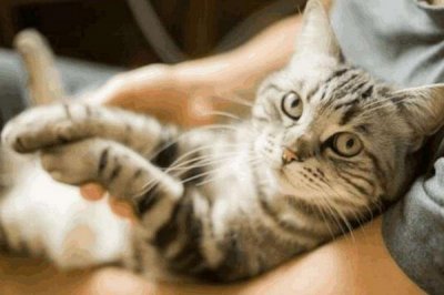 ​为什么说养猫其实是猫在挑选主人？猫咪会亲近给它安全感的人！