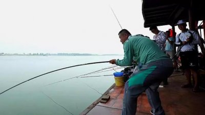 ​钓鲢鳙有口打不到鱼怎么回事（钓鲢鳙有口不中鱼的原因）