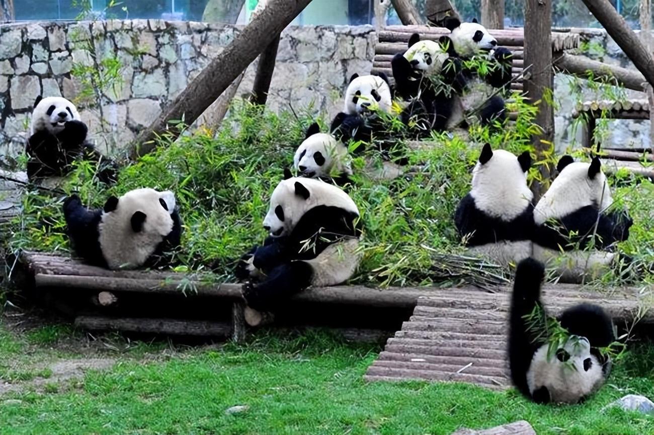 去成都玩5天大概需要多少钱(成都五天四晚旅游费用)