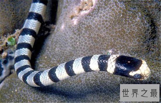 世界上最毒的动物，内陆太攀蛇一点毒液足以杀死百人！