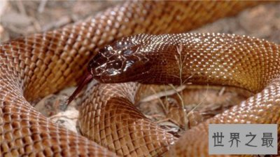​世界上最毒的动物，内陆太攀蛇一点毒液足以杀死百人！