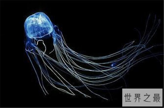 世界上最毒的动物，内陆太攀蛇一点毒液足以杀死百人！