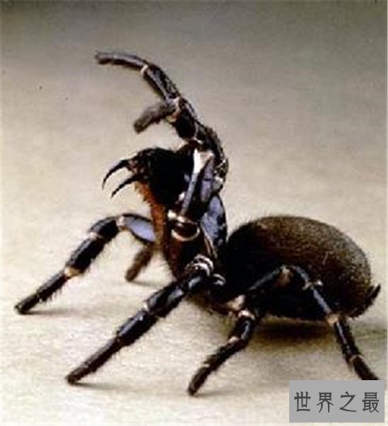 世界上最毒的动物，内陆太攀蛇一点毒液足以杀死百人！