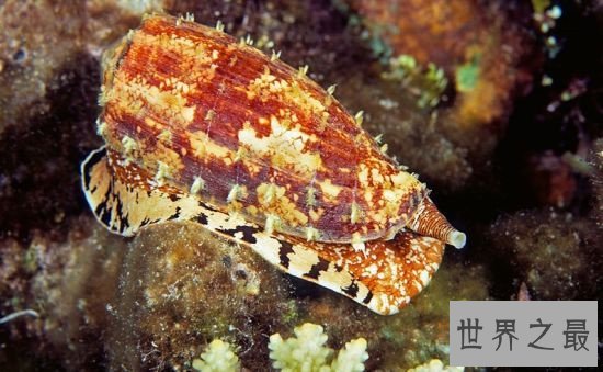 世界上最毒的动物，内陆太攀蛇一点毒液足以杀死百人！