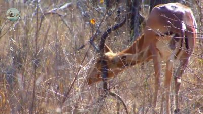 ​黑斑羚奇迹般地逃脱狮子、野狗、鬣狗、豹子和鳄鱼的追杀没有反击