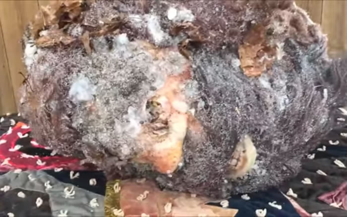 美国男子Peter Caine声称拥有大脚怪头颅