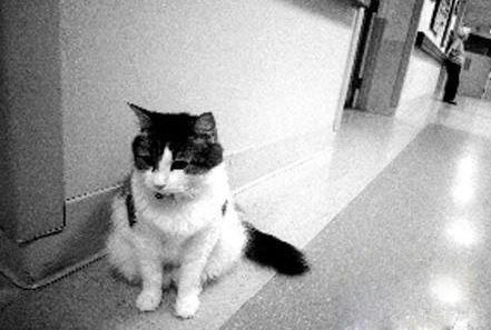 世界诡异蜥蜴人之谜（自然界中发现的6个奇闻异录）(3)