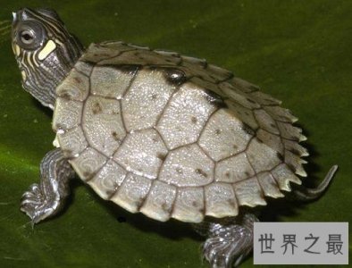 ​地图龟是什么？世界上最特别的龟类！