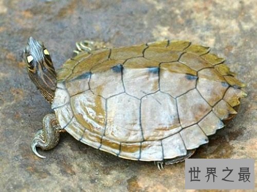 地图龟是什么？世界上最特别的龟类！