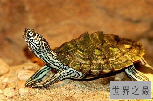 地图龟是什么？世界上最特别的龟类！