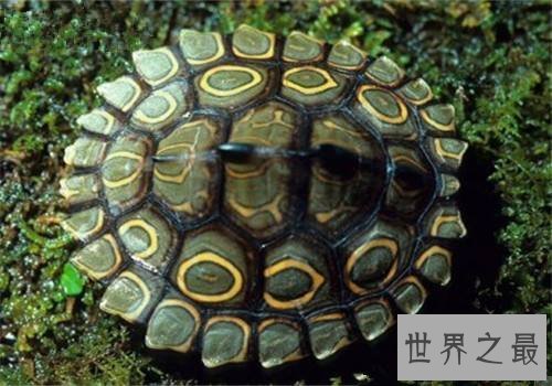 地图龟是什么？世界上最特别的龟类！