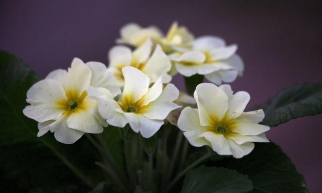 要想四季报春开花不断你得这样做