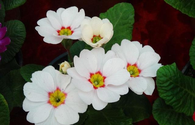 要想四季报春开花不断你得这样做