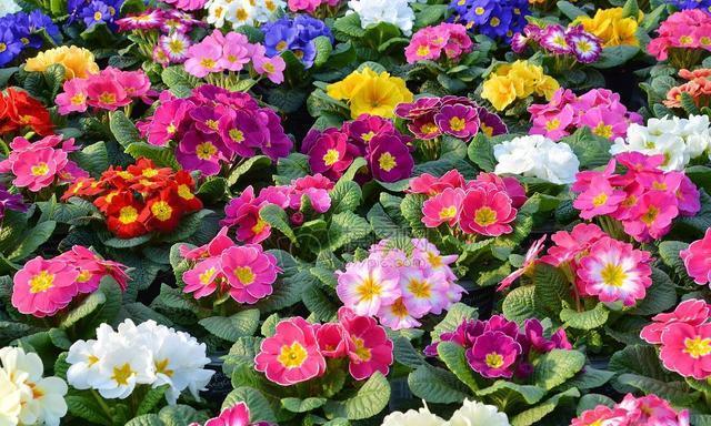 要想四季报春开花不断你得这样做