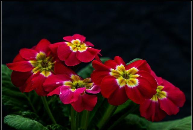 要想四季报春开花不断你得这样做