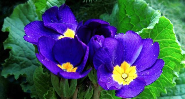 要想四季报春开花不断你得这样做