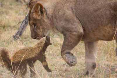 ​密獾的天敌是什么?遇到狮子都不怕(无所畏惧)