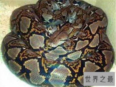 ​世界上最大的蟒蛇是什么品种 一口吞下2.5米长的凯门鳄