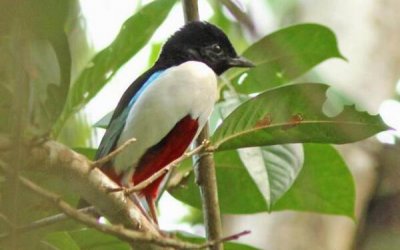 ​白胸八色鸫：世界上色彩最鲜艳的鸟（胸部白色羽毛彩色）