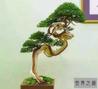 ​盆景树木种类前十名 柏类排第一你养的哪种