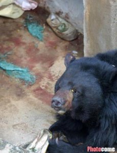 ​四川黑熊咬死人事件后续（四川江油黑熊咬死三人）