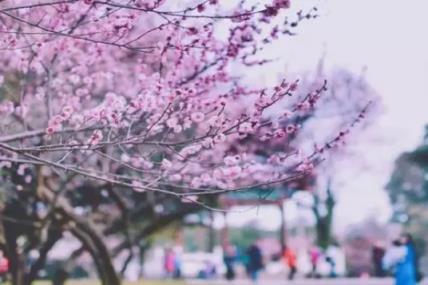 2025年武大樱花怎么预约(2025武大樱花预约流程和指南)