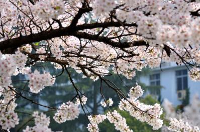 2025年武大樱花怎么预约(2025武大樱花预约流程和指南)