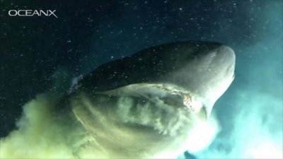 ​美国小型潜艇在巴哈马海域深海巧遇1.8亿年前史前巨鲨——钝鼻六鳃鲨