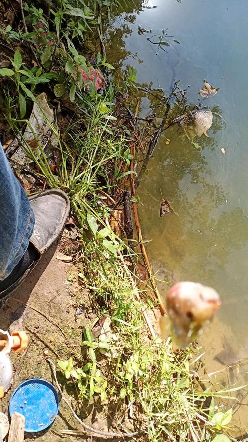 镜头一：一处堤坝，两处水域，各有一处“野炊基地”。