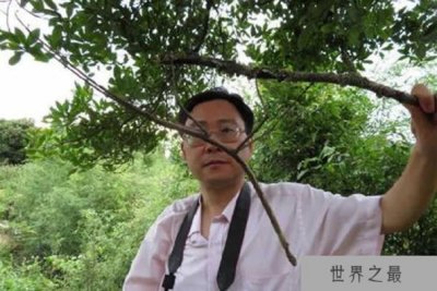 ​世界上最大的昆虫它是来自中国的新物种巨竹节虫长62CM