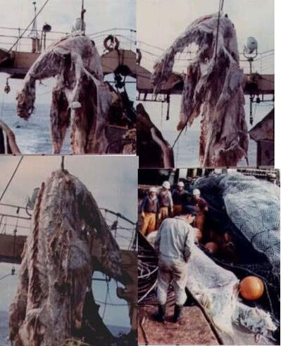 日本海怪真相（海底打捞起神秘生物疑似蛇颈龙）(2)_