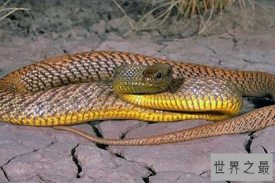 ​世界十大剧毒蛇排名 眼镜王蛇仅第十,第一可杀死20万只老鼠
