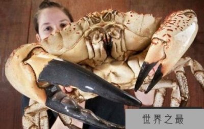 ​世界上最重的螃蟹，澳洲皇帝蟹重达72斤