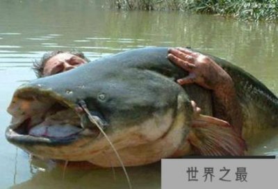 ​世界10大长相丑陋凶残的淡水鱼