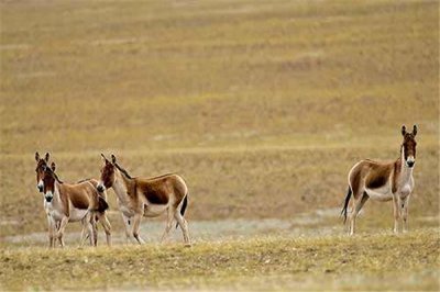 ​叙利亚野驴：炮火下的牺牲者（生活在叙利亚已经灭绝）