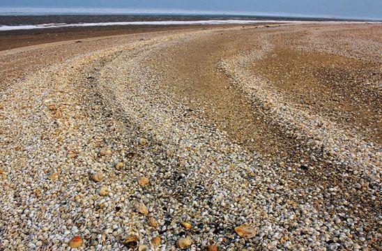 海积地貌有哪些类型(海积地貌的形成过程)