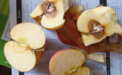 ​苹果心烂了外面没烂为什么，新陈代谢旺盛（产生过量酒精）