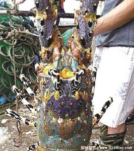 ​世界上最大的虾是什么虾，中华锦绣龙虾(身长1.22米重达19公斤)