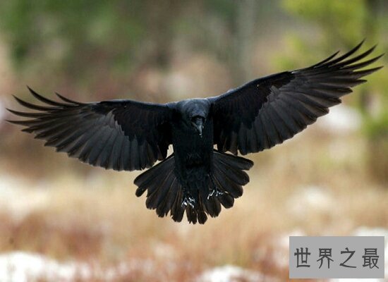 世界著名悖论乌鸦悖论 只需要一个红苹果就能够证明