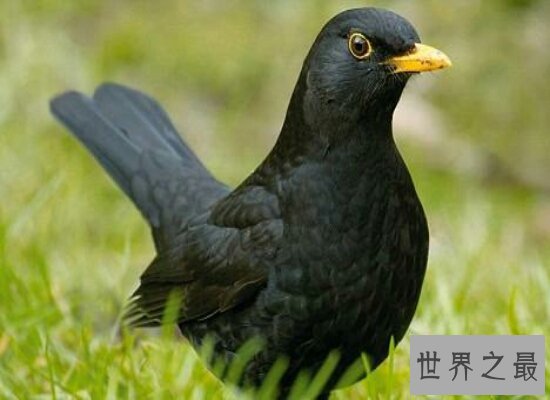 世界著名悖论乌鸦悖论 只需要一个红苹果就能够证明