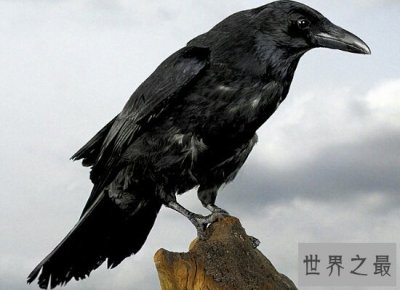 ​世界著名悖论乌鸦悖论 只需要一个红苹果就能够证明