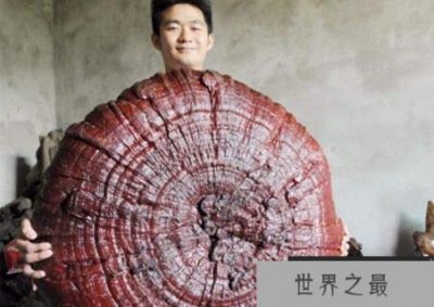 ​世界上最大的灵芝现身萍乡，重达55.5公斤