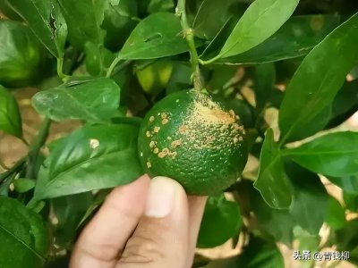 ​柑橘疮痂病症状病原及发病规律