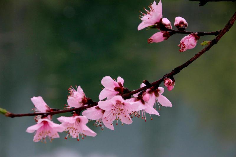 绿肥红瘦在感情上是什么意思(绿肥红瘦是什么意思)