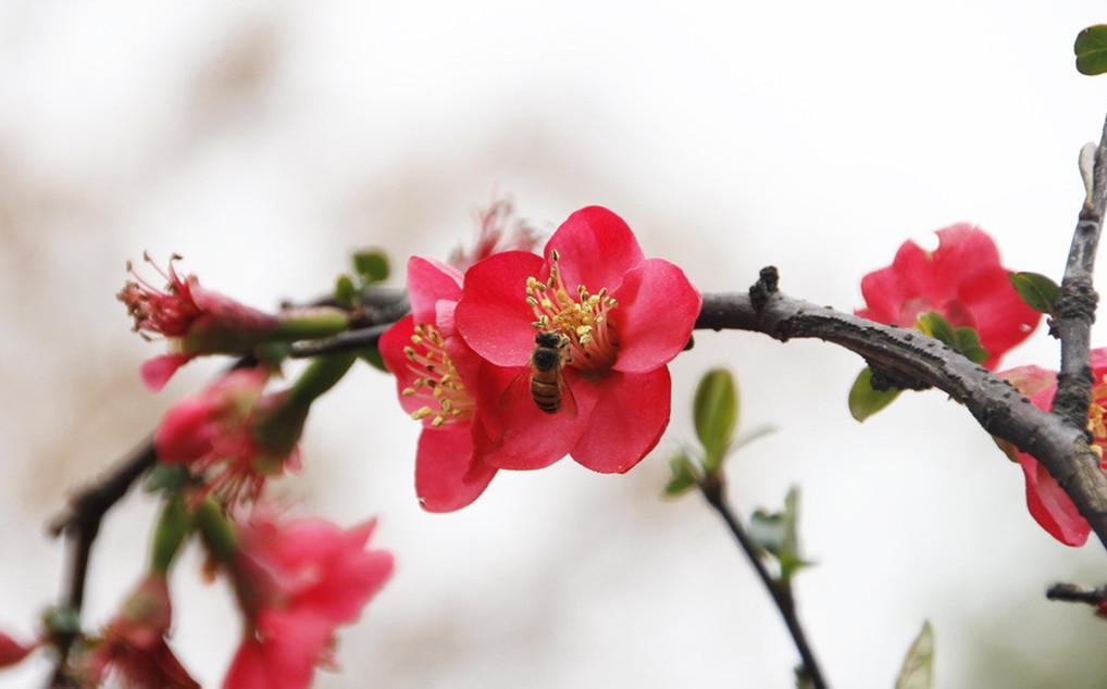 绿肥红瘦在感情上是什么意思(绿肥红瘦是什么意思)