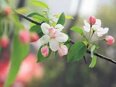 绿肥红瘦在感情上是什么意思(绿肥红瘦是什么意思)