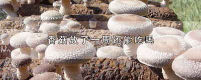 ​香菇放了一周还能吃吗